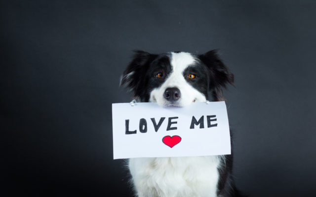 When You Say “I Love You” To Your Dog, Their Heart Rate Skyrockets
