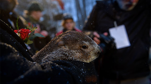 Punxsutawney Phil predicts an early spring after not seeing his shadow