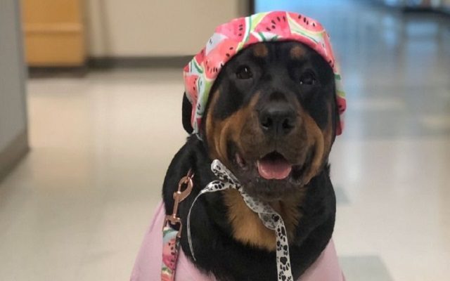 Therapy dog delivers ‘Hero Healing Kits’ to health care workers