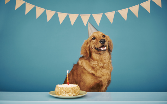 Is Your Dog Older Than You Think?