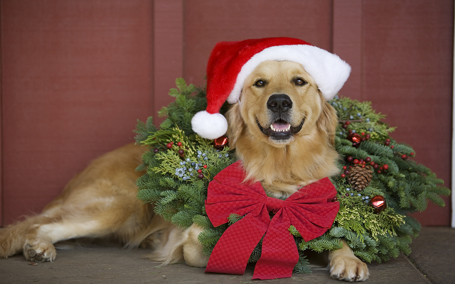 ‘Raise the Woof!’: ‘First Ever’ Christmas Song for Dogs Released