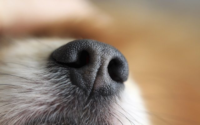 Dogs Trained To Detect Coronavirus