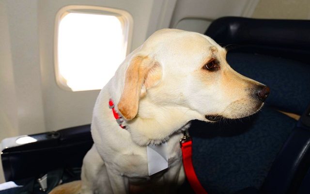 US Tightens Definition Of Service Animals Allowed On Planes