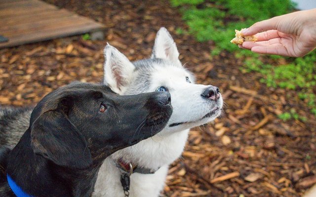 Dogs Have Been ‘Man’s Best Friend’ For Over 20,000 Years