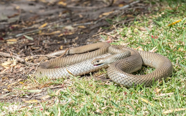 A Venomous Snake Was Found In A Bag Of Aldi Lettuce