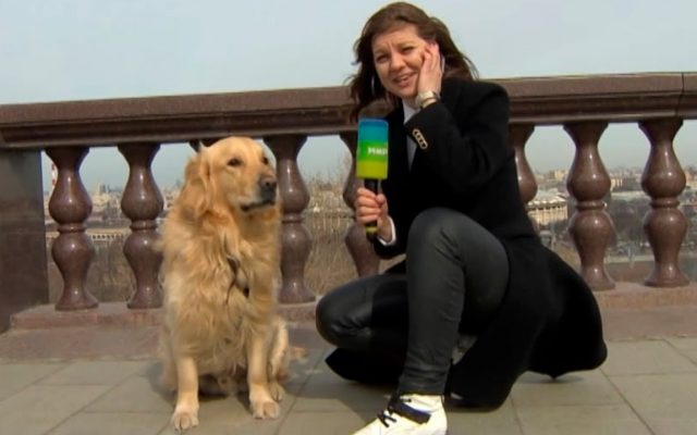 Dog Steals Reporter’s Microphone In The Middle Of Live Broadcast