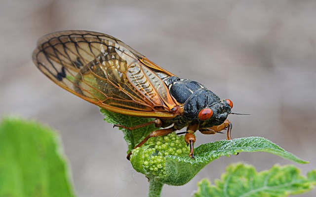 Cicadas Took On Biden’s Press Plane. They Won.