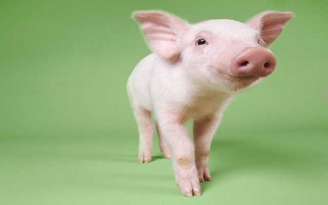 Iowa Cops Rescue Piglet from Busy Roadway