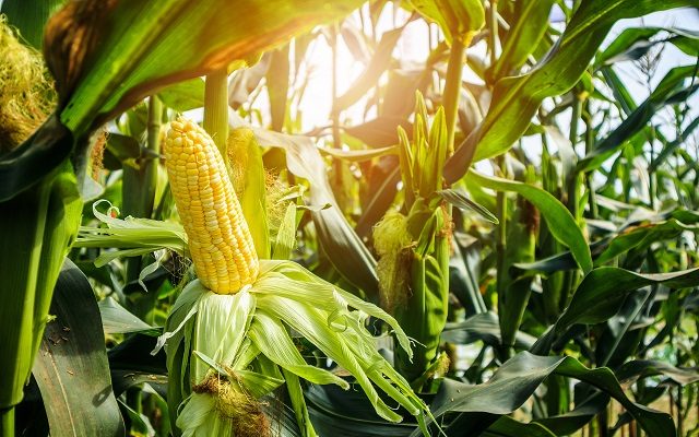 A Hack for De-Corning Corn on the Cob