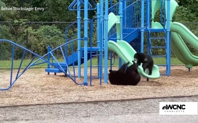 Mama Bear Takes Baby Bear to North Carolina Playground