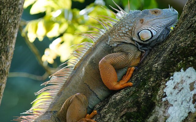 Florida Cold Snap Has Iguanas Falling From Trees