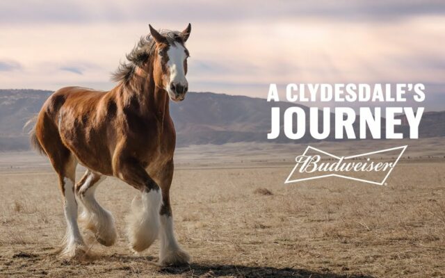 Budweiser Gets The Emotions Going with Clydesdale-Canine Super Bowl Commercial  