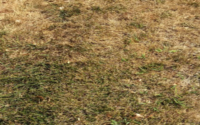 ISU turf expert: let grass go brown, it’ll be okay