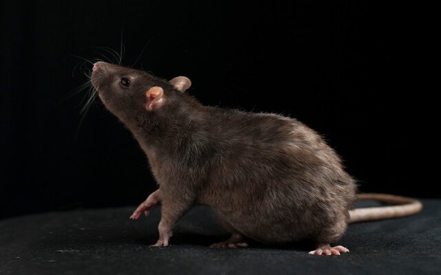 Study Finds Rats In NYC Can Spread Coronavirus