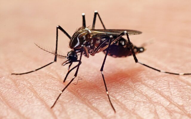 Your Smell Could Make You a Mosquito Magnet